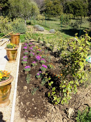 delosperma_gallery_2025_020.jpg