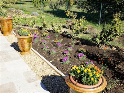 delosperma_gallery_2025_021.jpg