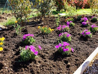 delosperma_gallery_2025_022.jpg
