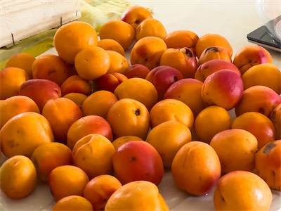 apricot_jam_gallery_2025_001.jpg