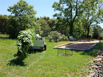 Silver Linden Tree