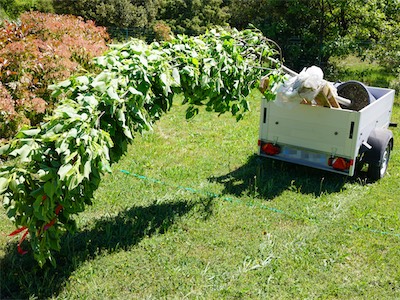 Silver Linden Tree
