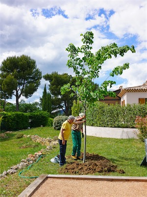Silver Linden Tree