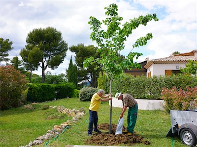 Silver Linden Tree