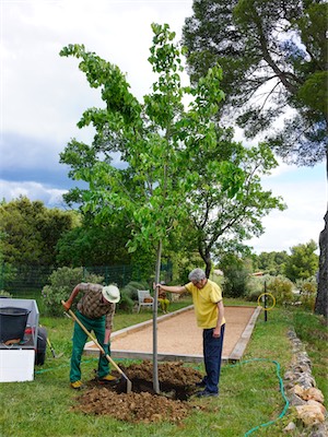 Silver Linden Tree