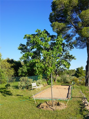 Silver Linden Tree