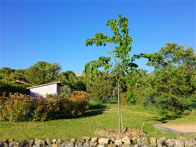 Silver Linden Tree