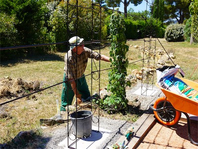 Planting the Virginia creeper