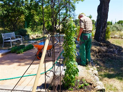 Planting the Virginia creeper
