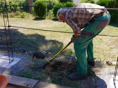 Planting the Virginia creeper