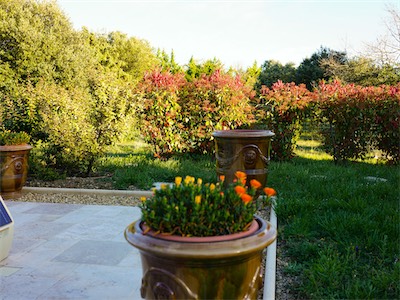 The three larger vases will now be planted with the “Dipladenia Rio” variety
