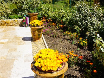 The three larger vases will now be planted with the “Dipladenia Rio” variety