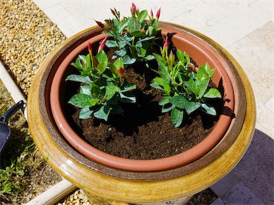 The three larger vases will now be planted with the “Dipladenia Rio” variety