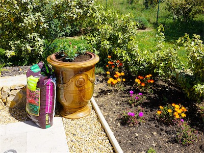 The three larger vases will now be planted with the “Dipladenia Rio” variety