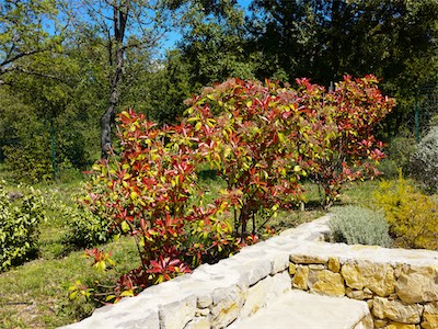 Photinia xfraseri "Red Robin"