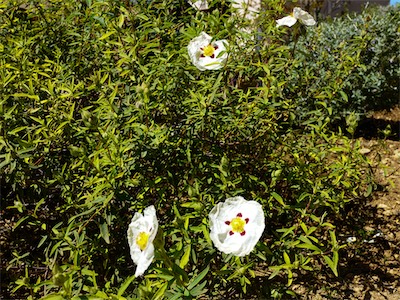 Gum Rockrose - A flowering plant in the Cistaceae family