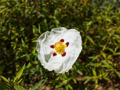 Gum Rockrose - A flowering plant in the Cistaceae family