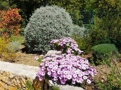 Teucrium fruticans,  shrubby germander and Dimorphotheca barberae