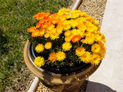 Delosperma Orange Wonder ®