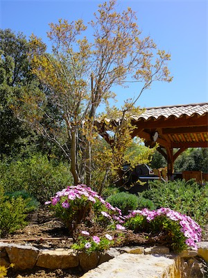 Lagerstroemia Indica - Lilas des Indes