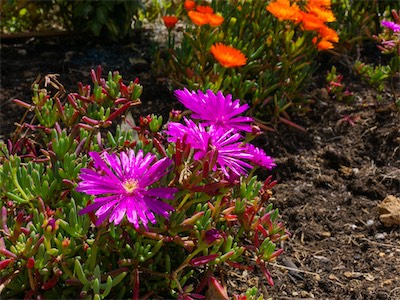 Delosperma Cooperi