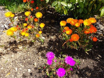 Delosperma Cooperi, - Delosperma Orange Wonder ®