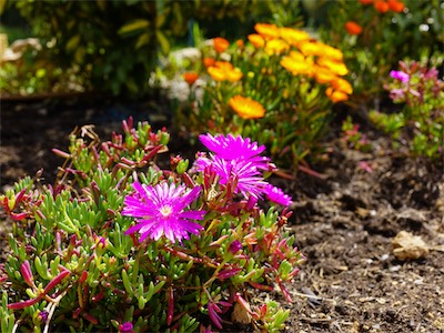 Delosperma Cooperi, - Delosperma Orange Wonder ®