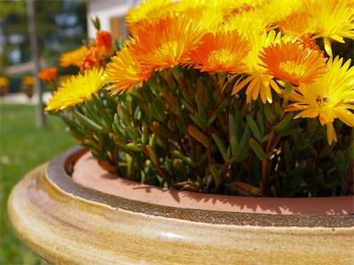Delosperma Orange Wonder ®