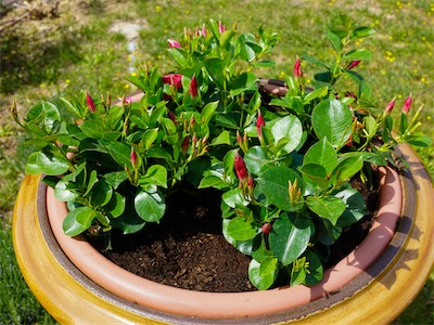 Dipladenia Sundaville Classic - Red