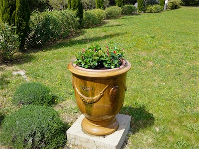 Dipladenia Sundaville Classic - Red