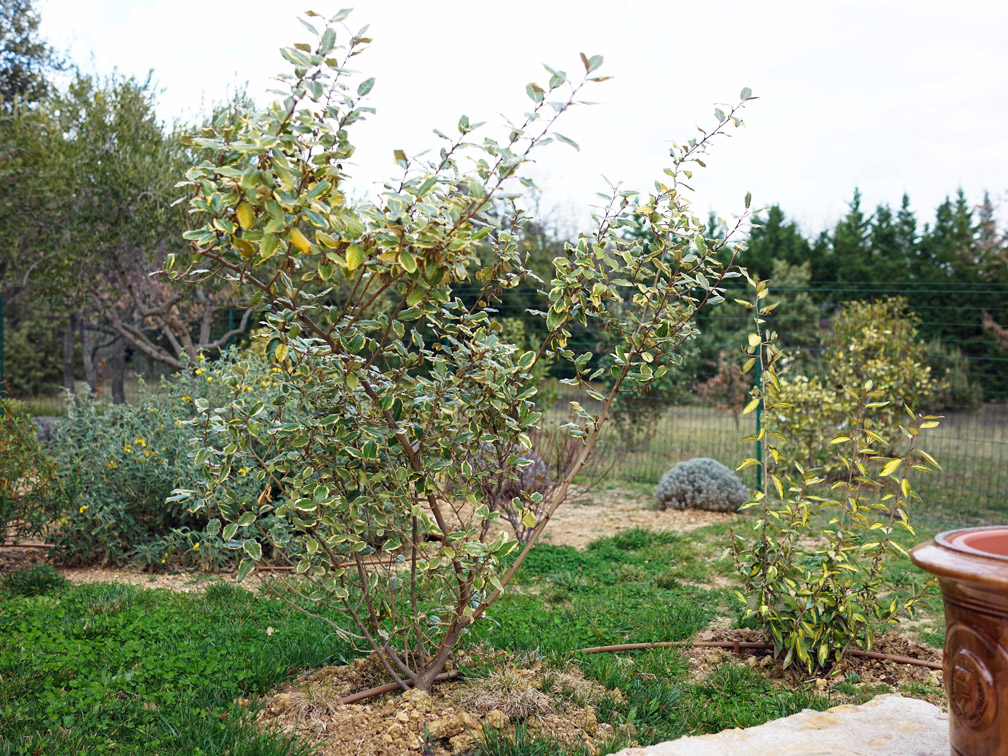 Elaeagnus ebbingei Gilt Edge